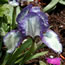 Iris pumila Stitch Witch